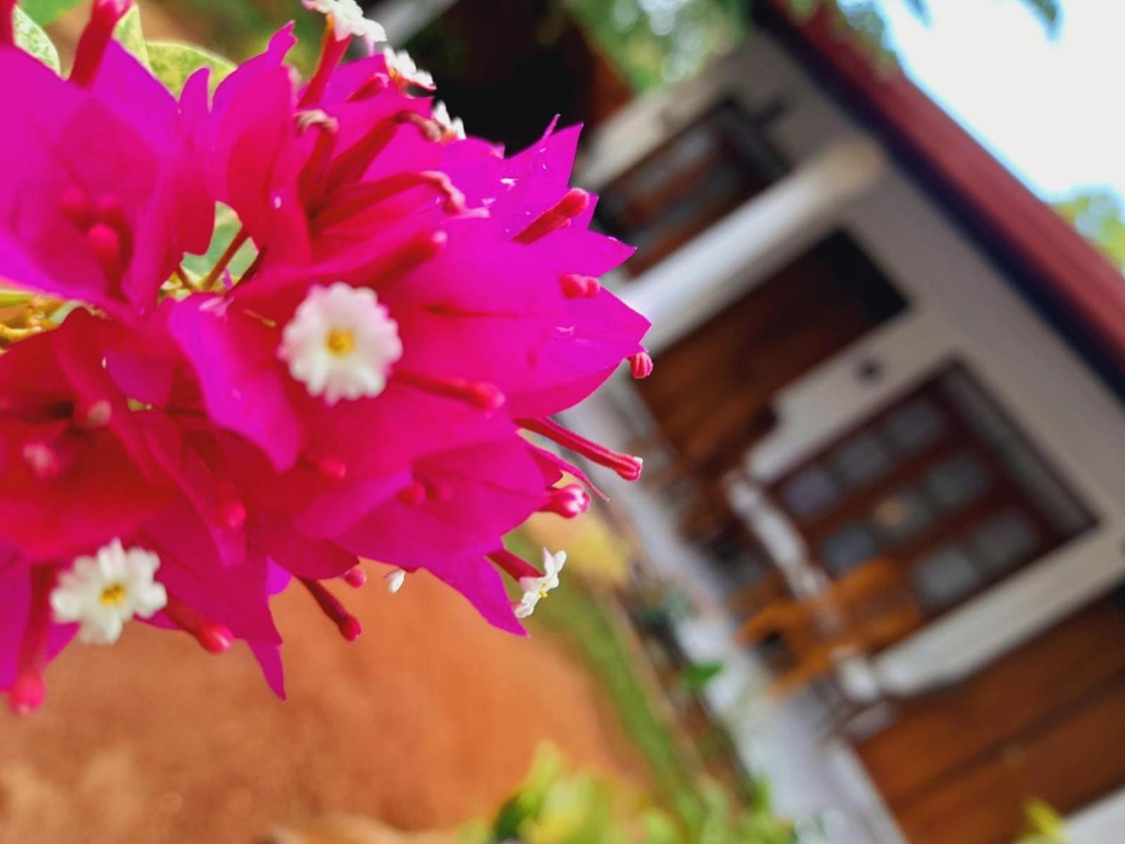The Cozy Cottage הבאראנה מראה חיצוני תמונה